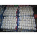 Chinese Fresh Good Quality 5.5 Pure White Garlic